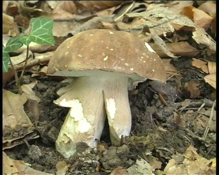 Winkel   ( FRA )   28.08.2004    1 Serie